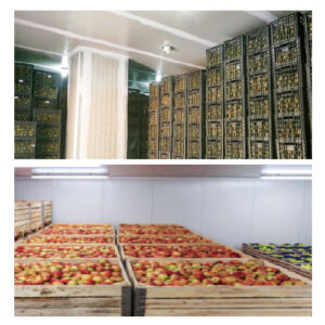 Fruit And Vegetable Cold Storage