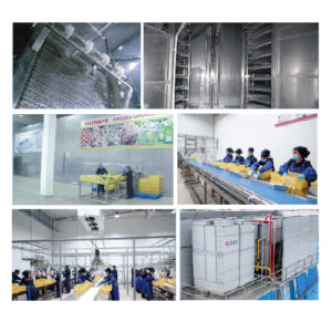 Double Spiral Freezer